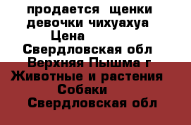 продается  щенки  девочки чихуахуа › Цена ­ 7 000 - Свердловская обл., Верхняя Пышма г. Животные и растения » Собаки   . Свердловская обл.